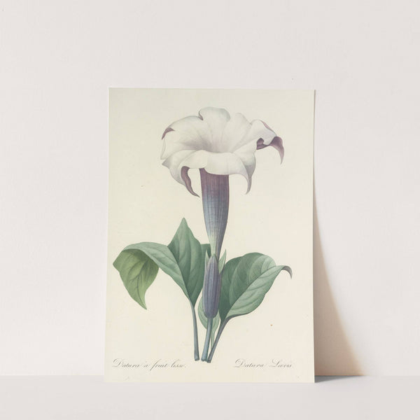 Choix des plus belles fleurs pl 033 by Pierre Joseph Redouté