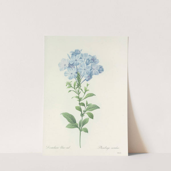 Choix des plus belles fleurs pl 034 by Pierre Joseph Redouté