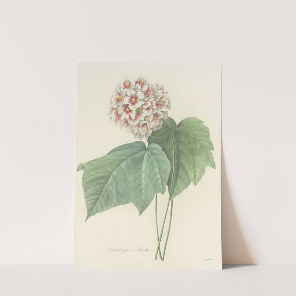 Choix des plus belles fleurs pl 036 by Pierre Joseph Redouté