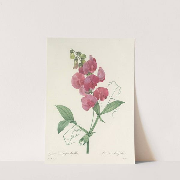 Choix des plus belles fleurs pl 038 by Pierre Joseph Redouté