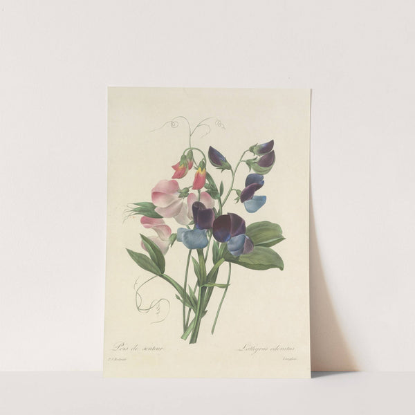 Choix des plus belles fleurs pl 039 by Pierre Joseph Redouté