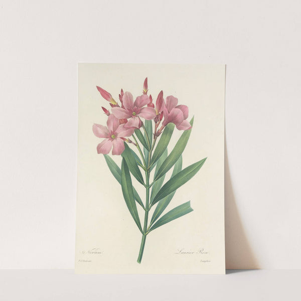 Choix des plus belles fleurs pl 040 by Pierre Joseph Redouté