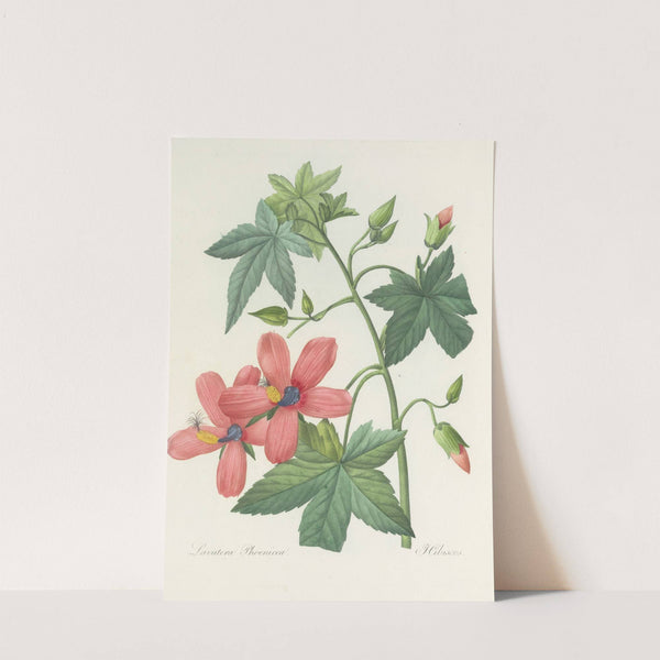 Choix des plus belles fleurs pl 041 by Pierre Joseph Redouté