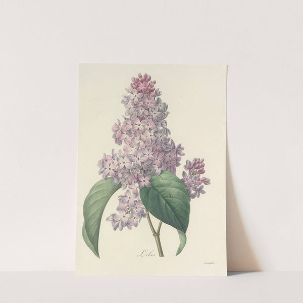 Choix des plus belles fleurs pl 042 by Pierre Joseph Redouté