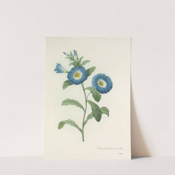 Choix des plus belles fleurs pl 043 by Pierre Joseph Redouté