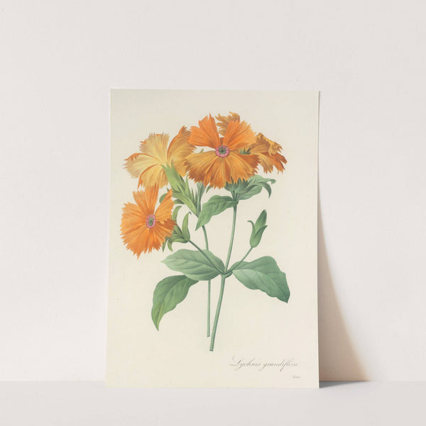 Choix des plus belles fleurs pl 044 by Pierre Joseph Redouté