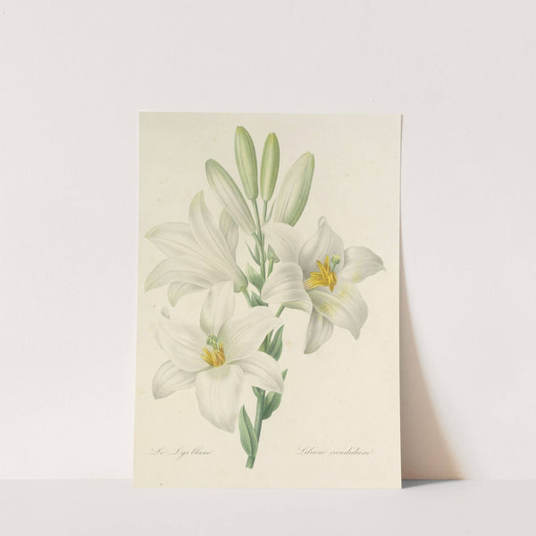 Choix des plus belles fleurs pl 045 by Pierre Joseph Redouté