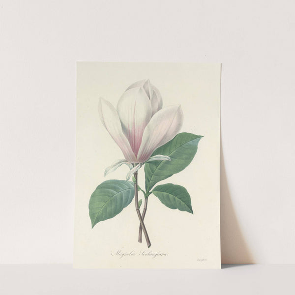 Choix des plus belles fleurs pl 046 by Pierre Joseph Redouté