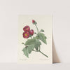 Choix des plus belles fleurs pl 047 by Pierre Joseph Redouté