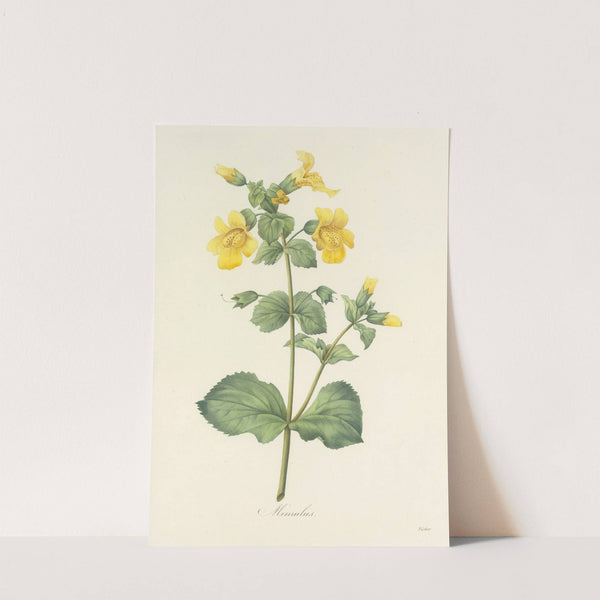 Choix des plus belles fleurs pl 048 by Pierre Joseph Redouté