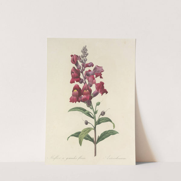 Choix des plus belles fleurs pl 049 by Pierre Joseph Redouté