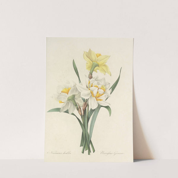 Choix des plus belles fleurs pl 051 by Pierre Joseph Redouté