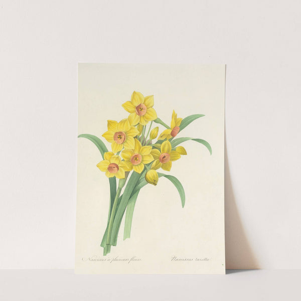 Choix des plus belles fleurs pl 052 by Pierre Joseph Redouté