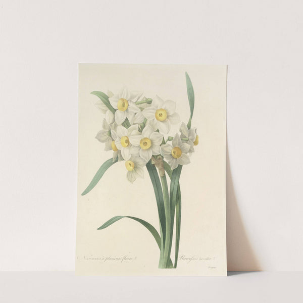 Choix des plus belles fleurs pl 053 by Pierre Joseph Redouté