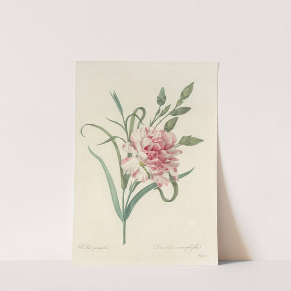 Choix des plus belles fleurs pl 056 by Pierre Joseph Redouté