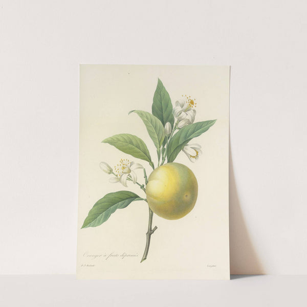 Choix des plus belles fleurs pl 058 by Pierre Joseph Redouté