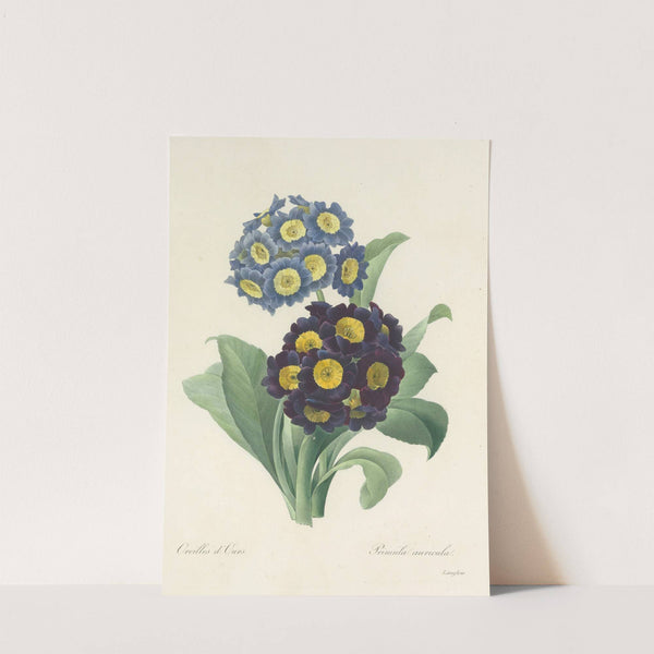 Choix des plus belles fleurs pl 059 (1827) by Pierre Joseph Redouté