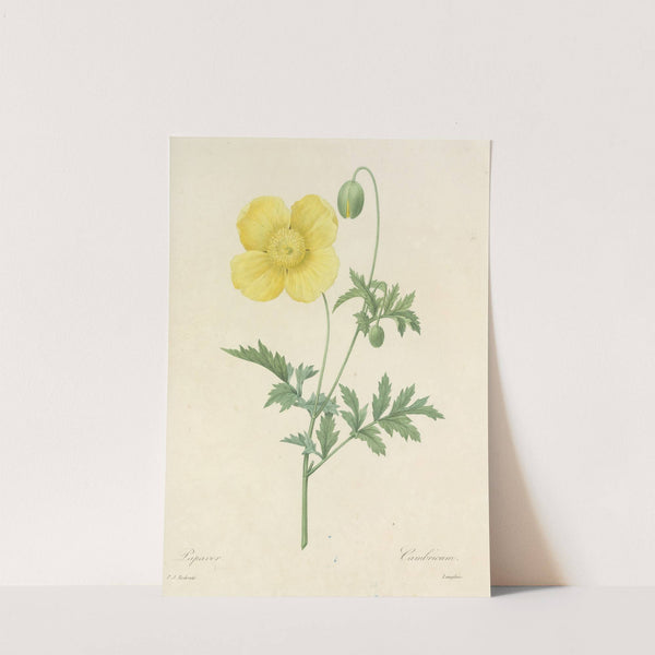 Choix des plus belles fleurs pl 060 (1827) by Pierre Joseph Redouté