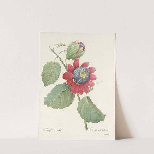 Choix des plus belles fleurs pl 061 (1827) by Pierre Joseph Redouté