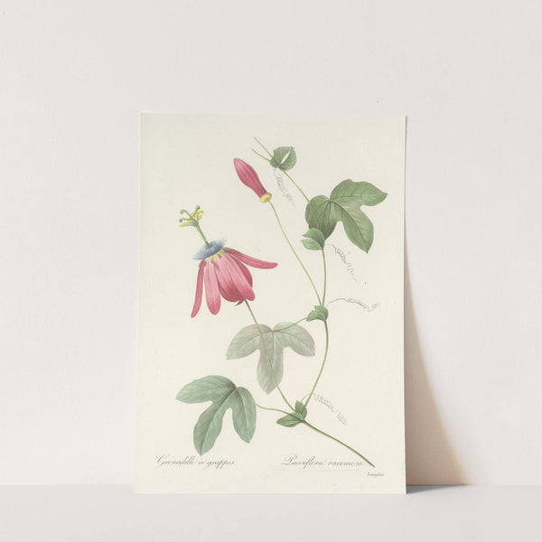 Choix des plus belles fleurs pl 062 (1827) by Pierre Joseph Redouté