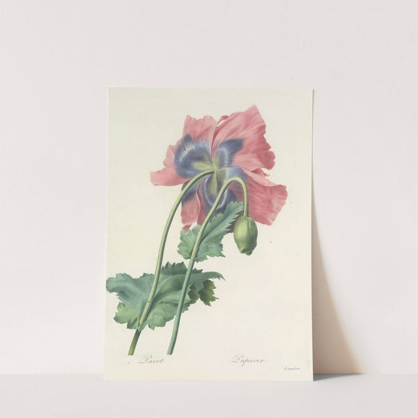 Choix des plus belles fleurs pl 063 (1827) by Pierre Joseph Redouté