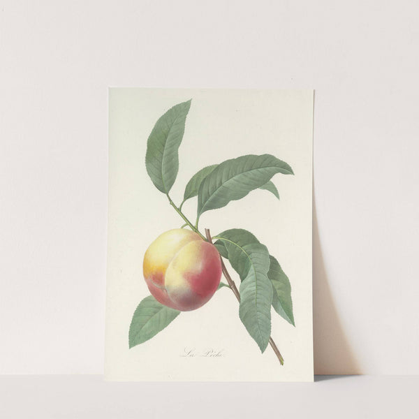 Choix des plus belles fleurs pl 064 by Pierre Joseph Redouté