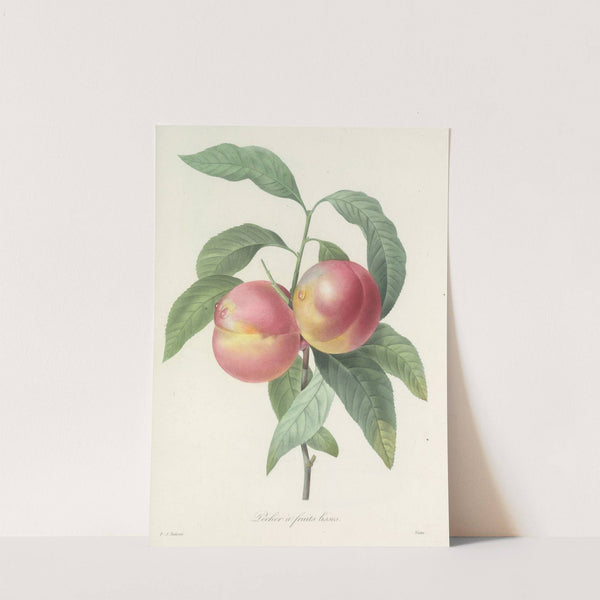 Choix des plus belles fleurs pl 065 by Pierre Joseph Redouté