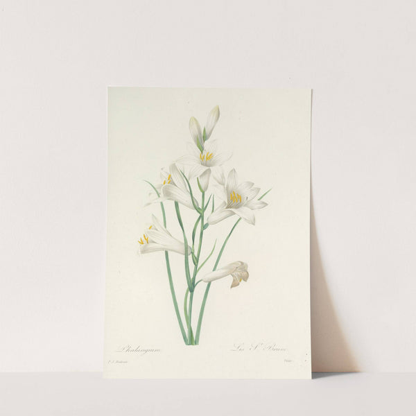 Choix des plus belles fleurs pl 069 by Pierre Joseph Redouté