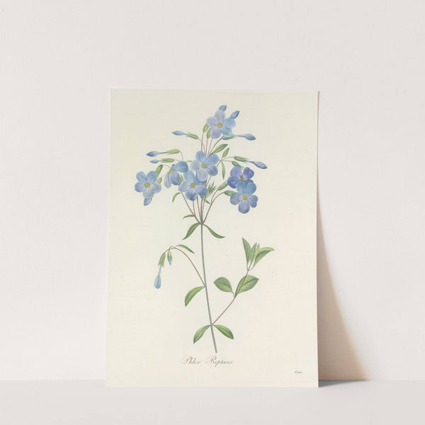 Choix des plus belles fleurs pl 070 by Pierre Joseph Redouté