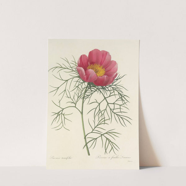 Choix des plus belles fleurs pl 073 by Pierre Joseph Redouté