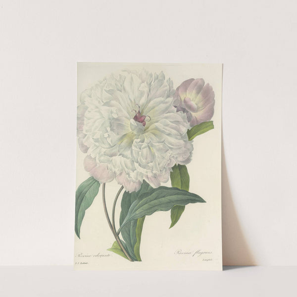 Choix des plus belles fleurs pl 074 by Pierre Joseph Redouté