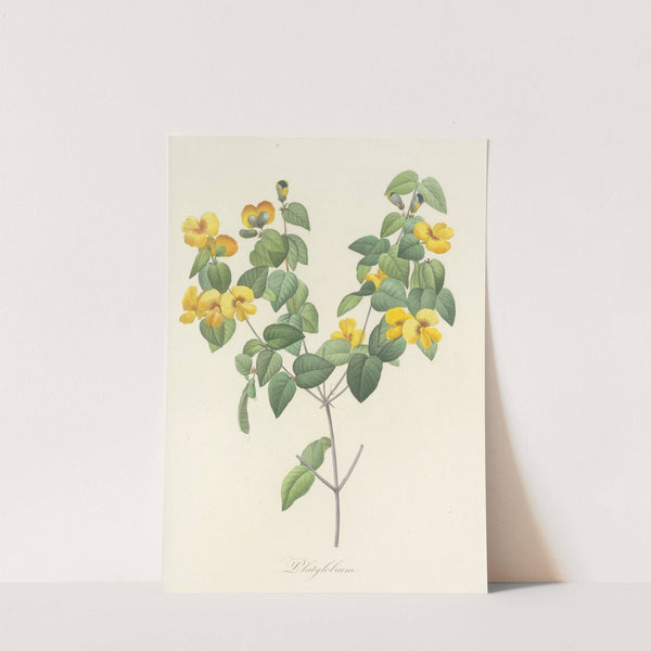 Choix des plus belles fleurs pl 076 by Pierre Joseph Redouté