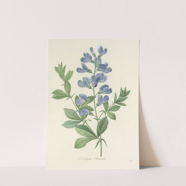 Choix des plus belles fleurs pl 077 by Pierre Joseph Redouté