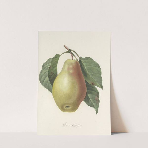 Choix des plus belles fleurs pl 078 by Pierre Joseph Redouté