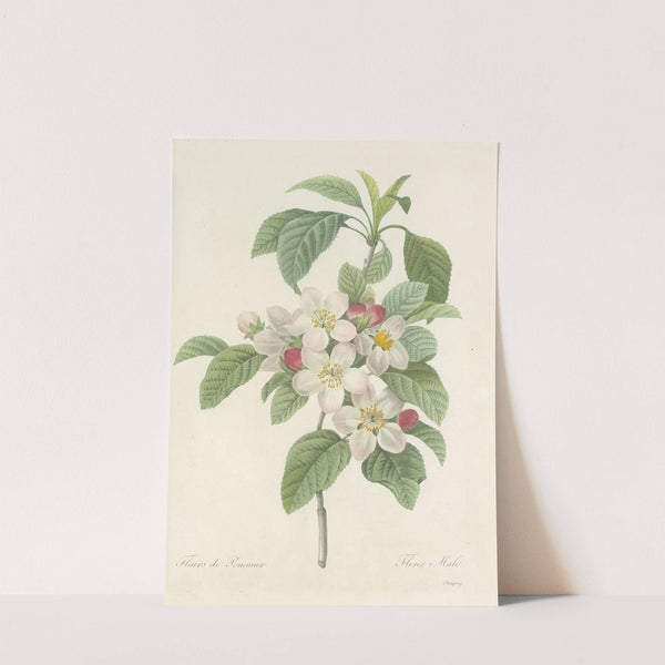 Choix des plus belles fleurs pl 079 by Pierre Joseph Redouté