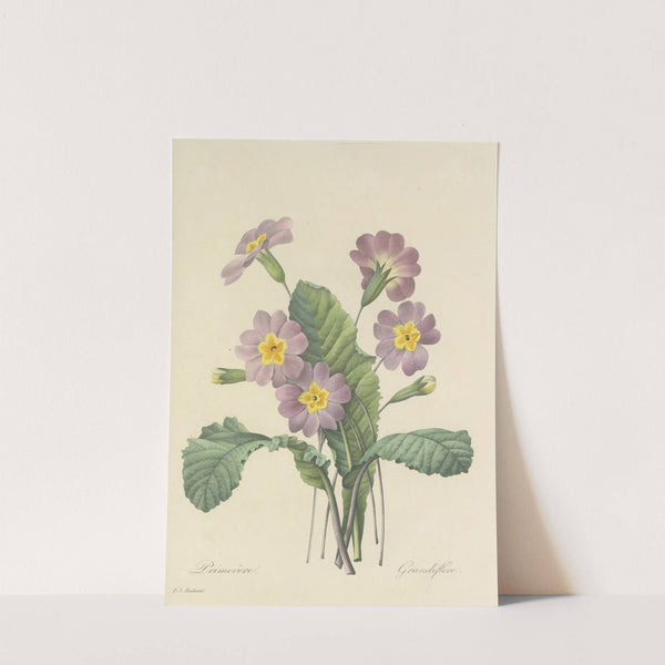 Choix des plus belles fleurs pl 082 by Pierre Joseph Redouté