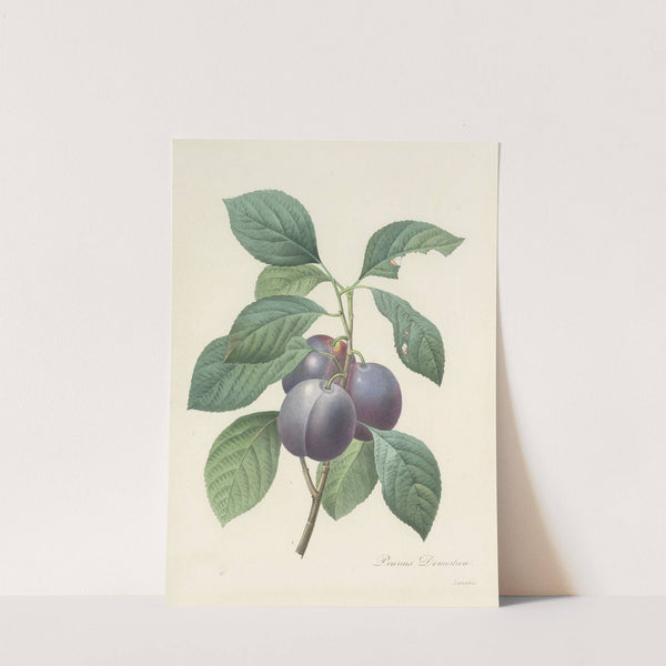 Choix des plus belles fleurs pl 083 by Pierre Joseph Redouté