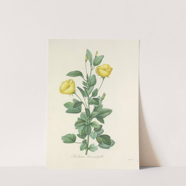 Choix des plus belles fleurs pl 084 by Pierre Joseph Redouté