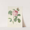 Choix des plus belles fleurs pl 087 by Pierre Joseph Redouté
