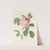 Choix des plus belles fleurs pl 087 by Pierre Joseph Redouté