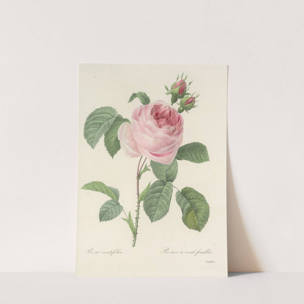 Choix des plus belles fleurs pl 087 by Pierre Joseph Redouté