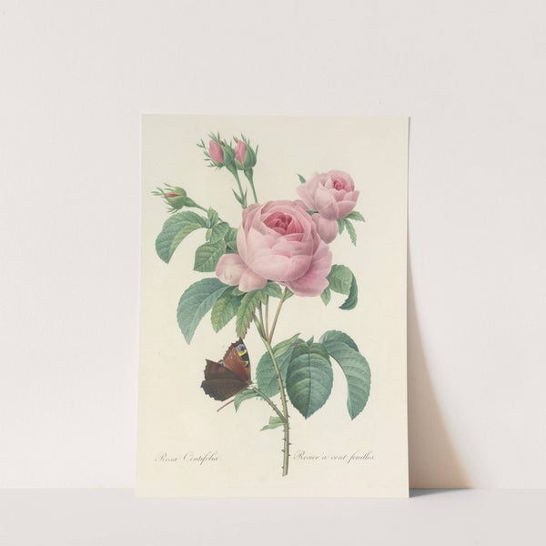 Choix des plus belles fleurs pl 088 by Pierre Joseph Redouté