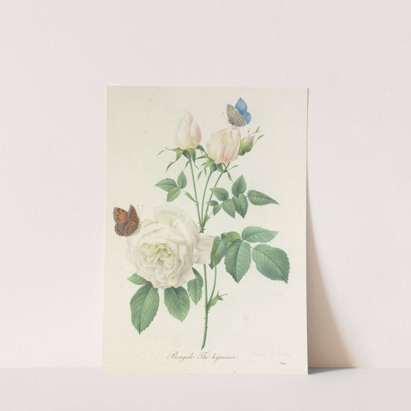 Choix des plus belles fleurs pl 092 by Pierre Joseph Redouté