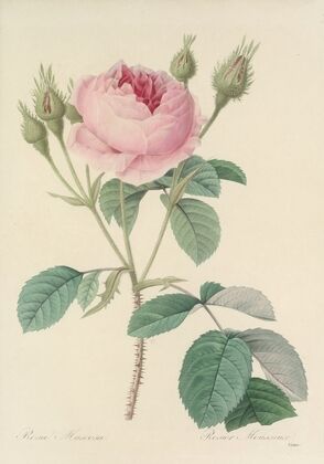 Choix des plus belles fleurs pl 093