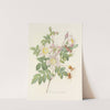 Choix des plus belles fleurs pl 098 by Pierre Joseph Redouté
