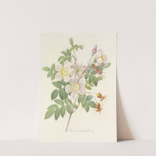Choix des plus belles fleurs pl 098 by Pierre Joseph Redouté