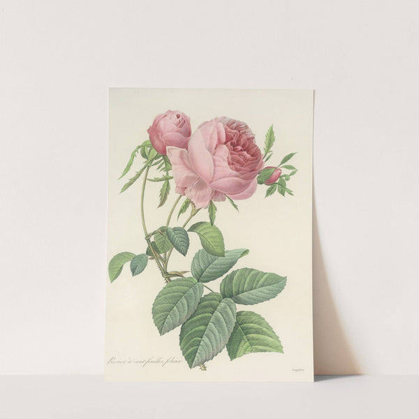 Choix des plus belles fleurs pl 099 by Pierre Joseph Redouté