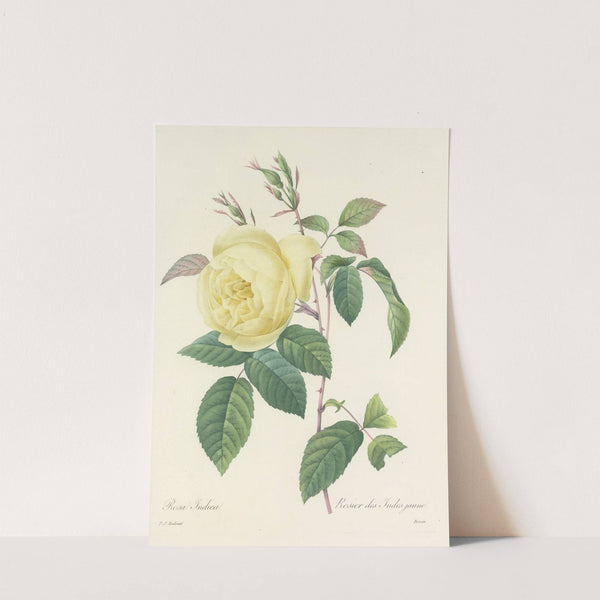 Choix des plus belles fleurs pl 100 by Pierre Joseph Redouté