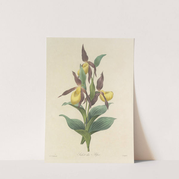 Choix des plus belles fleurs pl 102 by Pierre Joseph Redouté