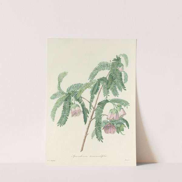 Choix des plus belles fleurs pl 103 by Pierre Joseph Redouté